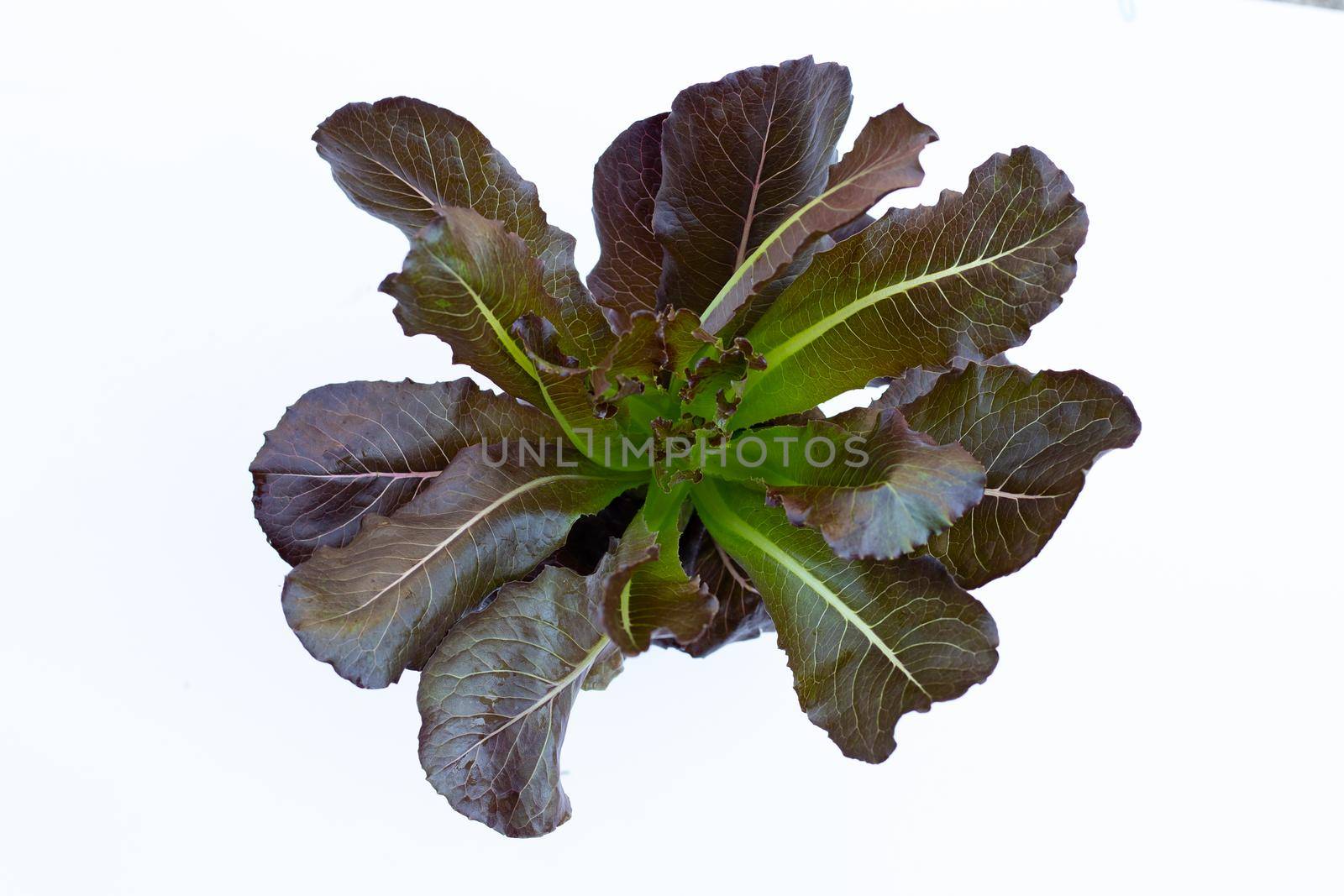 Red Cos Lettuce on white background. 
