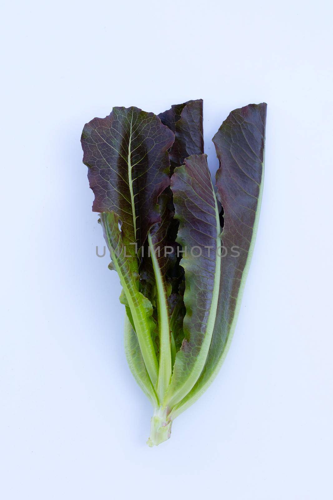 Red Cos Lettuce leaves on white background.
