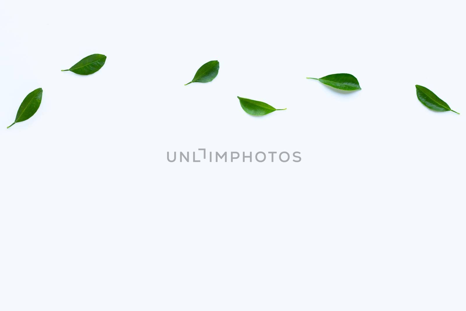 Citrus leaves on  white background. Copy space