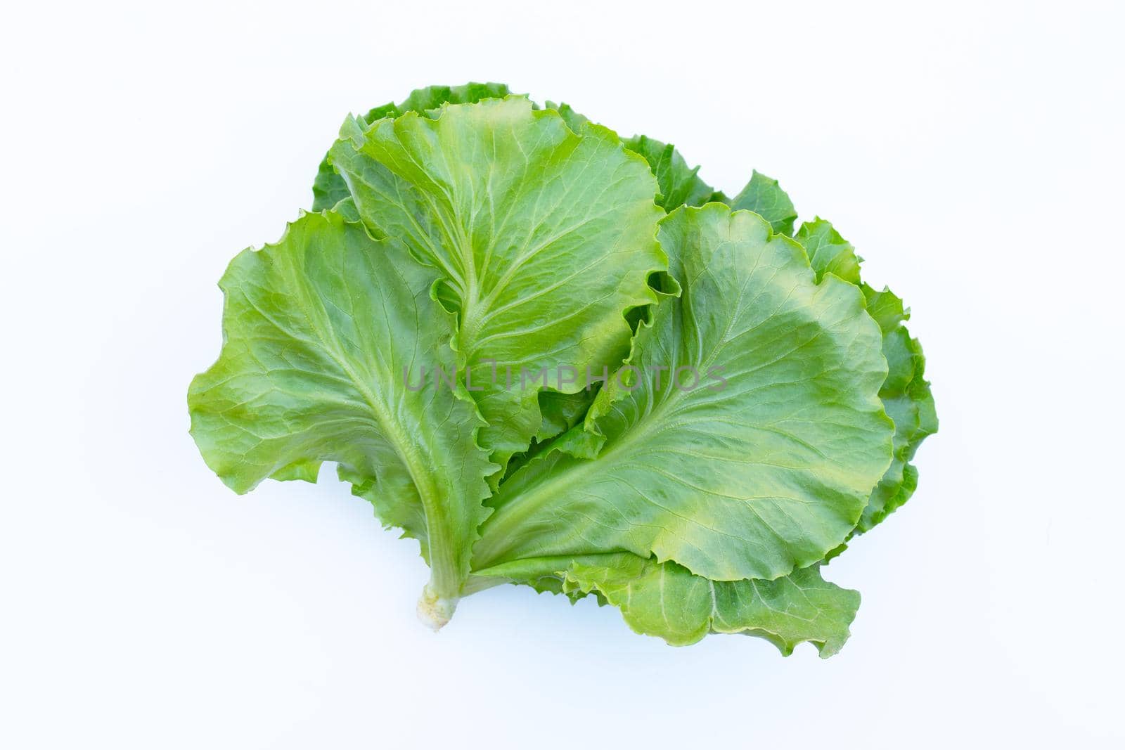 Lettuce on white background. Top view