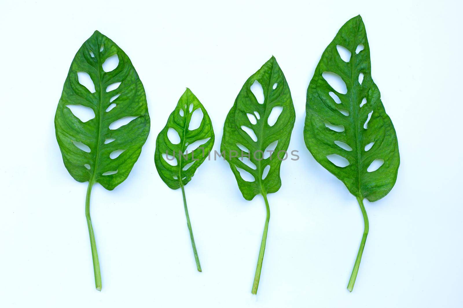 Monstera Adansonii leaves or Swiss cheese vine house plant on white background.