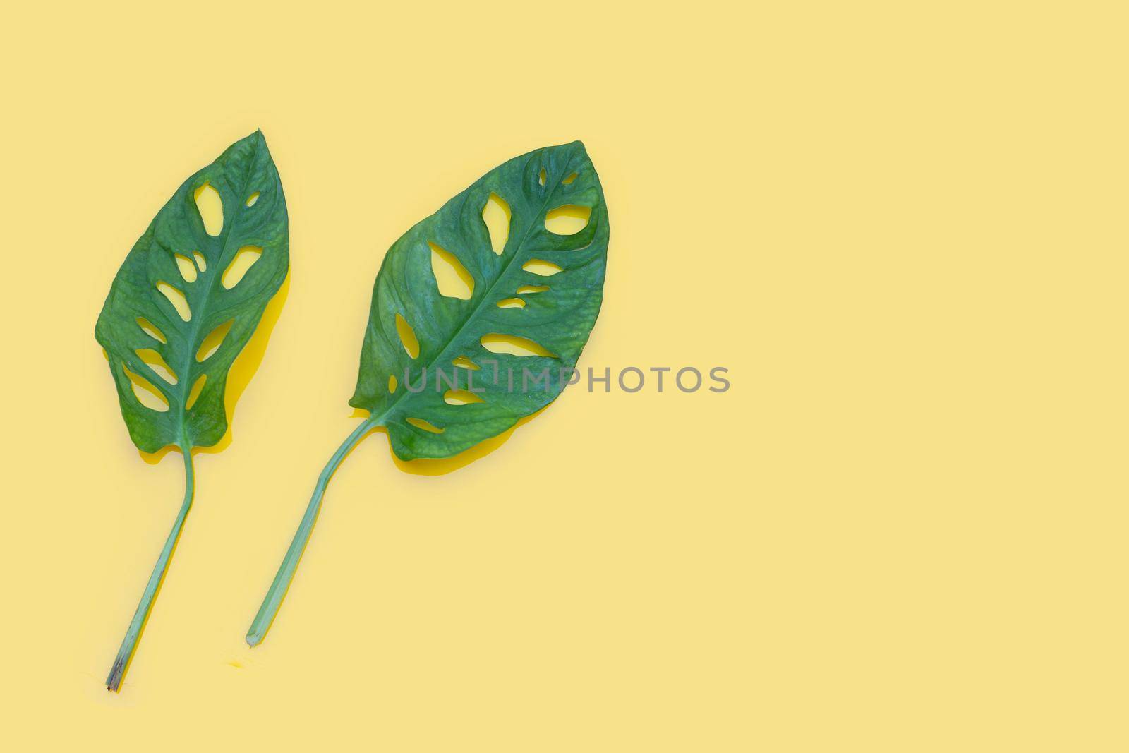 Monstera Adansonii leaves or Swiss cheese vine house plant on yellow background.
