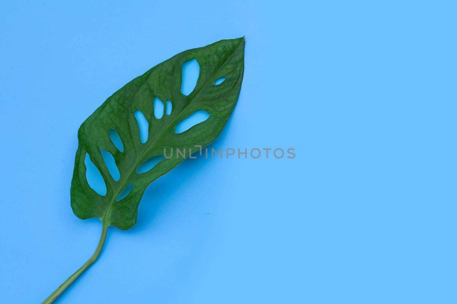 Monstera Adansonii leaves or Swiss cheese vine house plant on blue background.