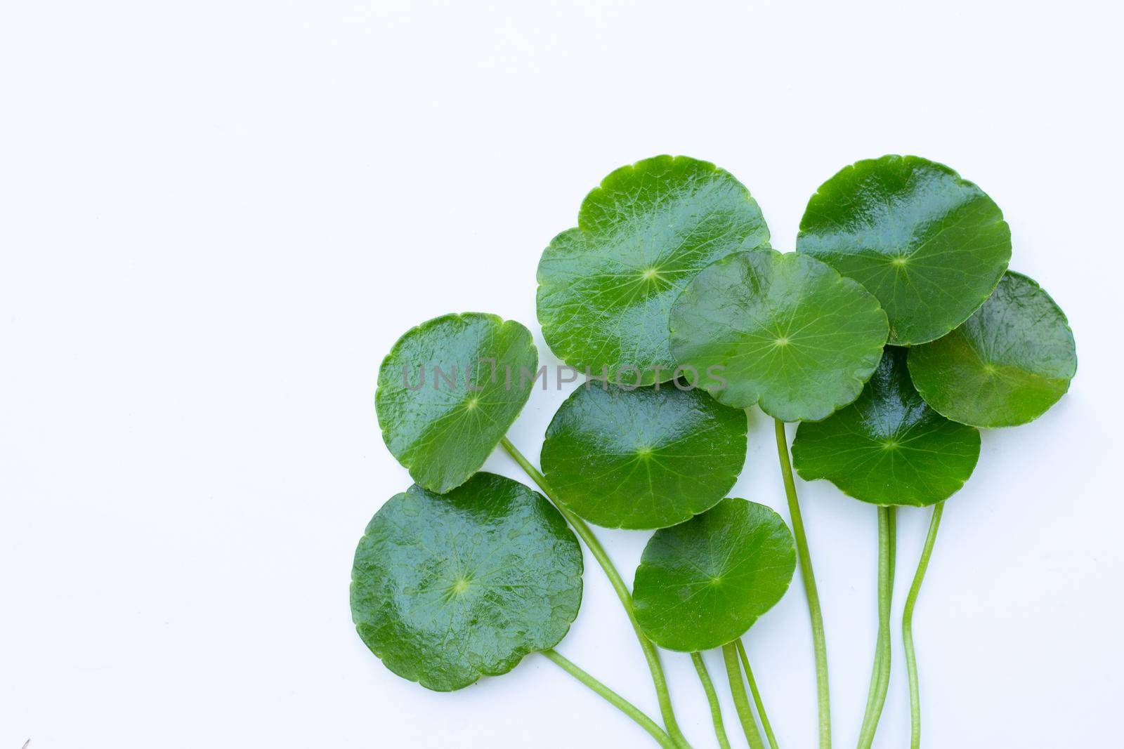 Fresh green centella asiatica leaves or water pennywort plant or gotu kola.