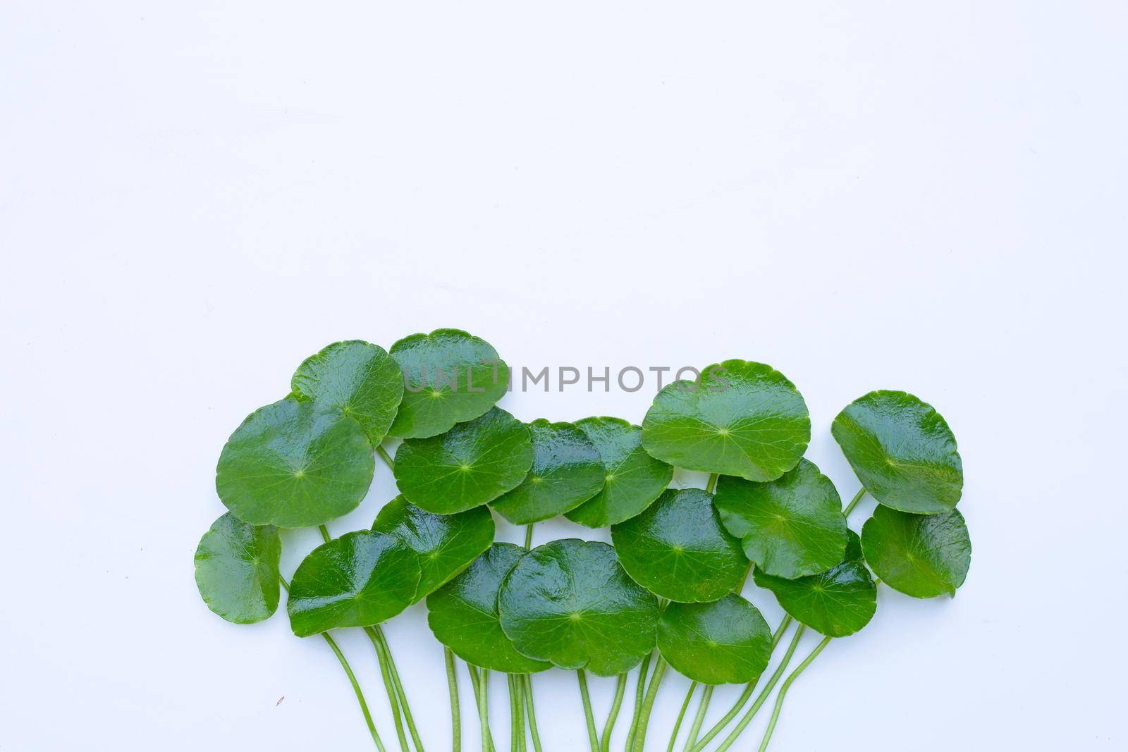 Fresh green centella asiatica leaves or water pennywort plant or gotu kola.