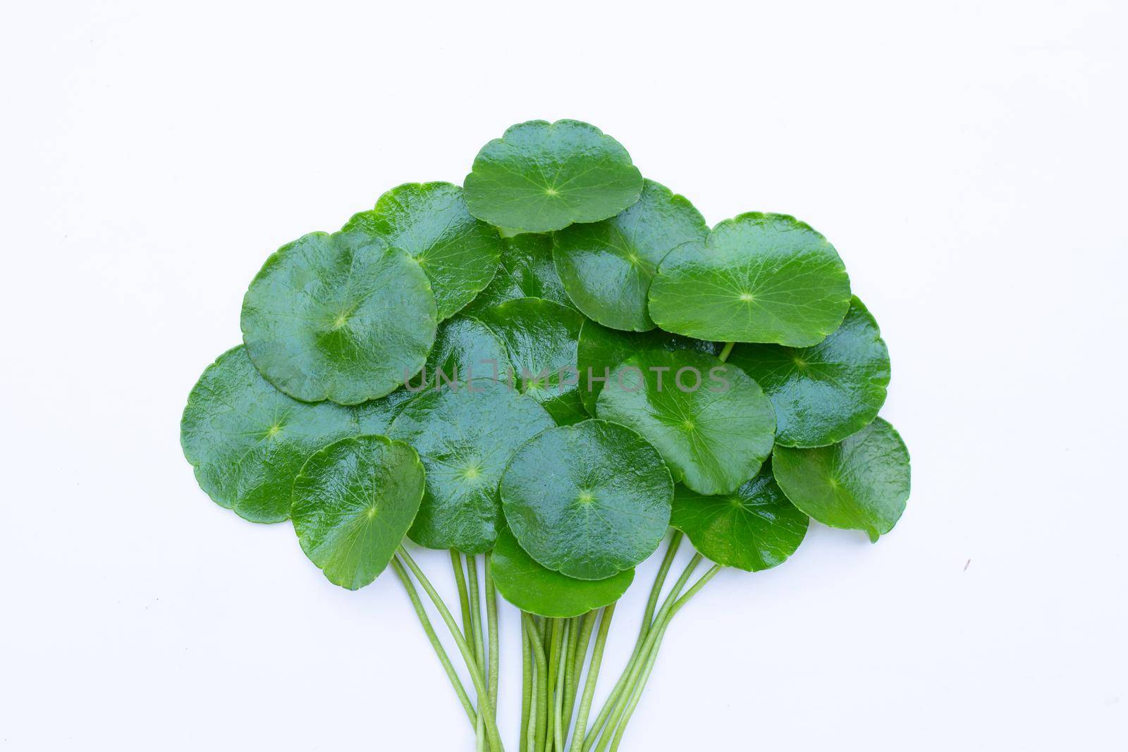 Fresh green centella asiatica leaves or water pennywort plant or gotu kola.