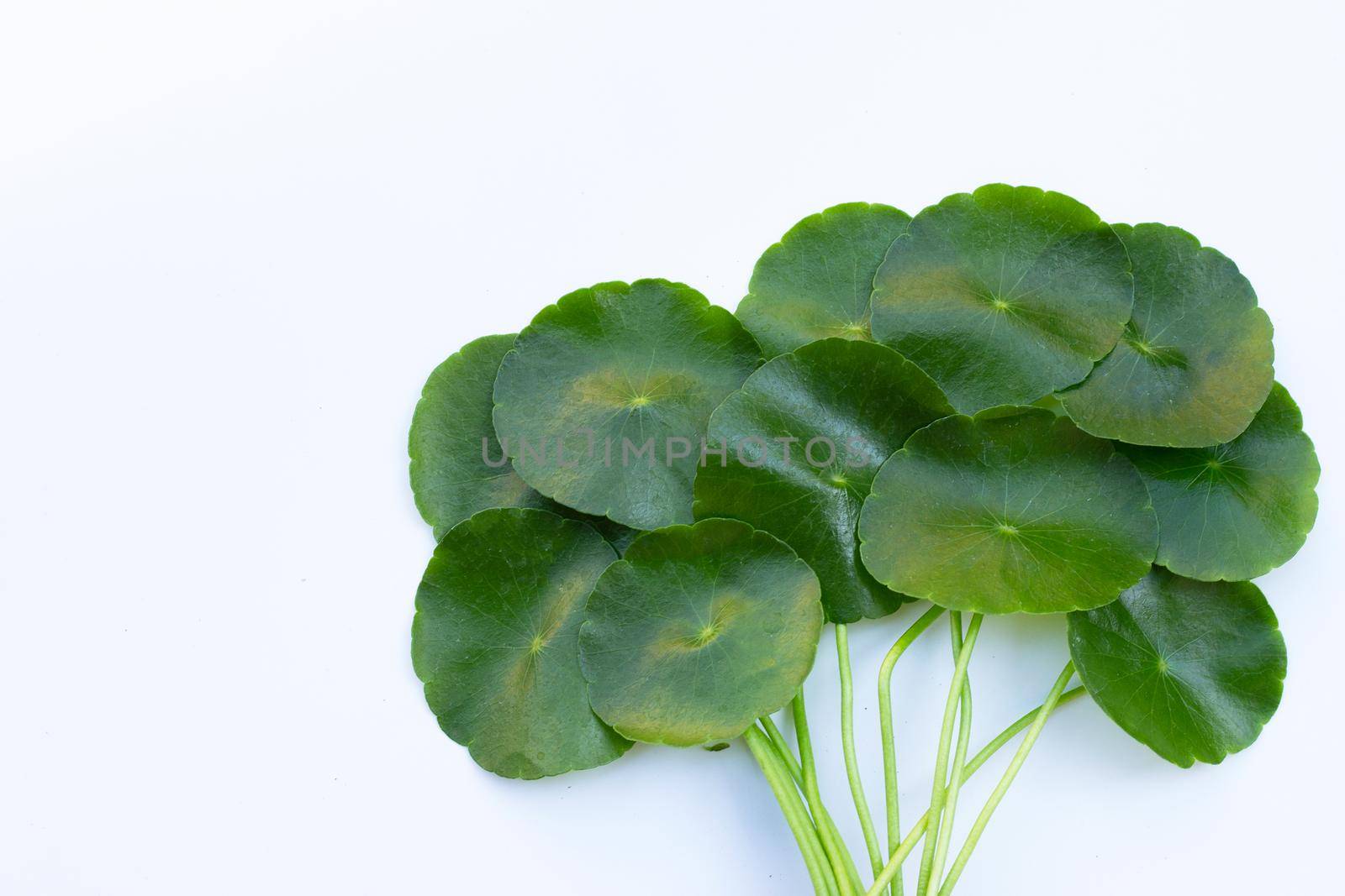 Fresh green centella asiatica leaves or water pennywort  plant
