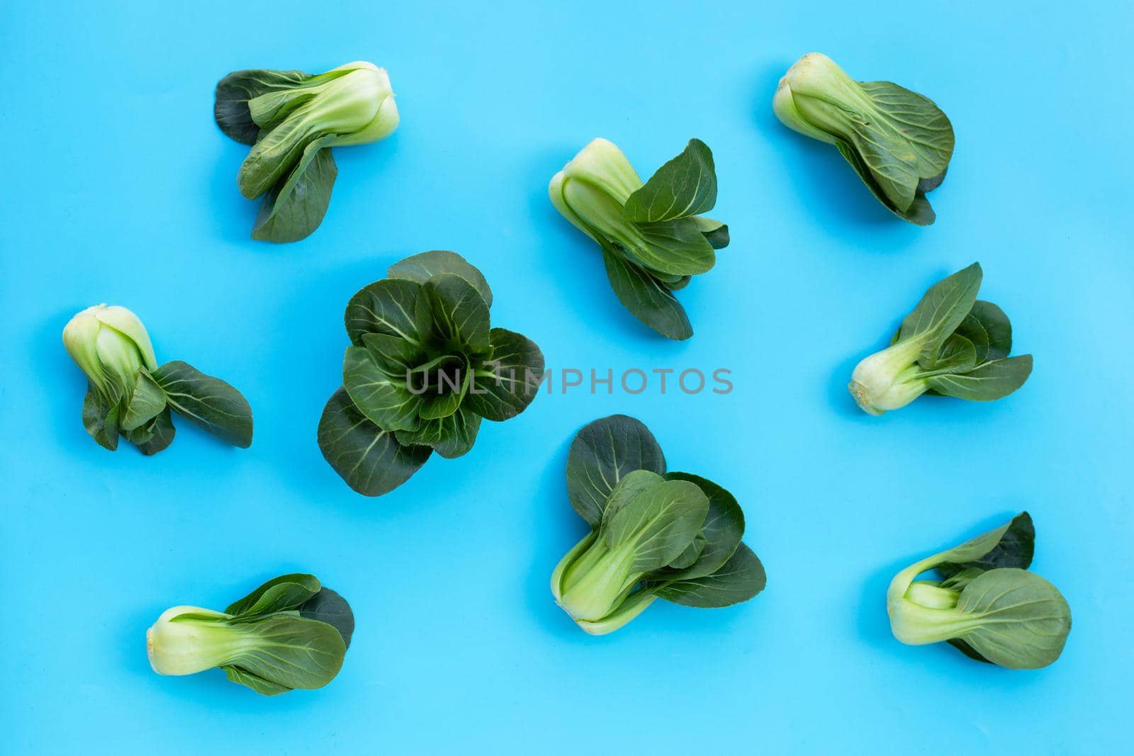 Bok choy on blue background.