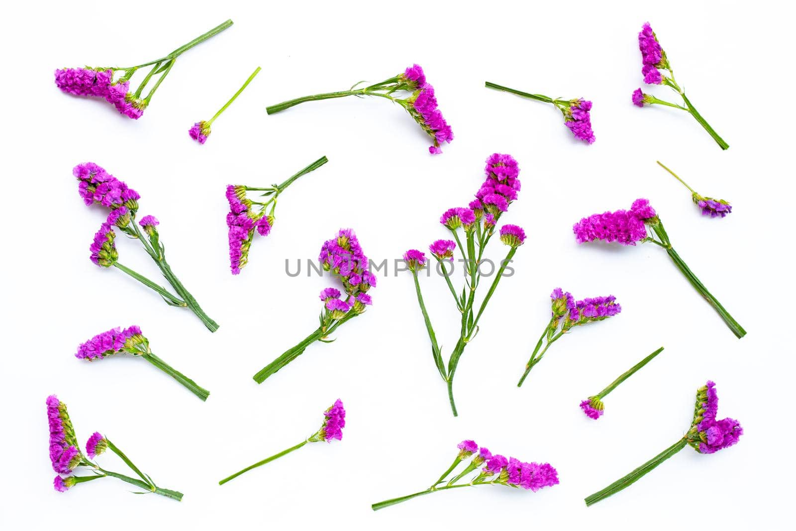 Static flowers on white background. 