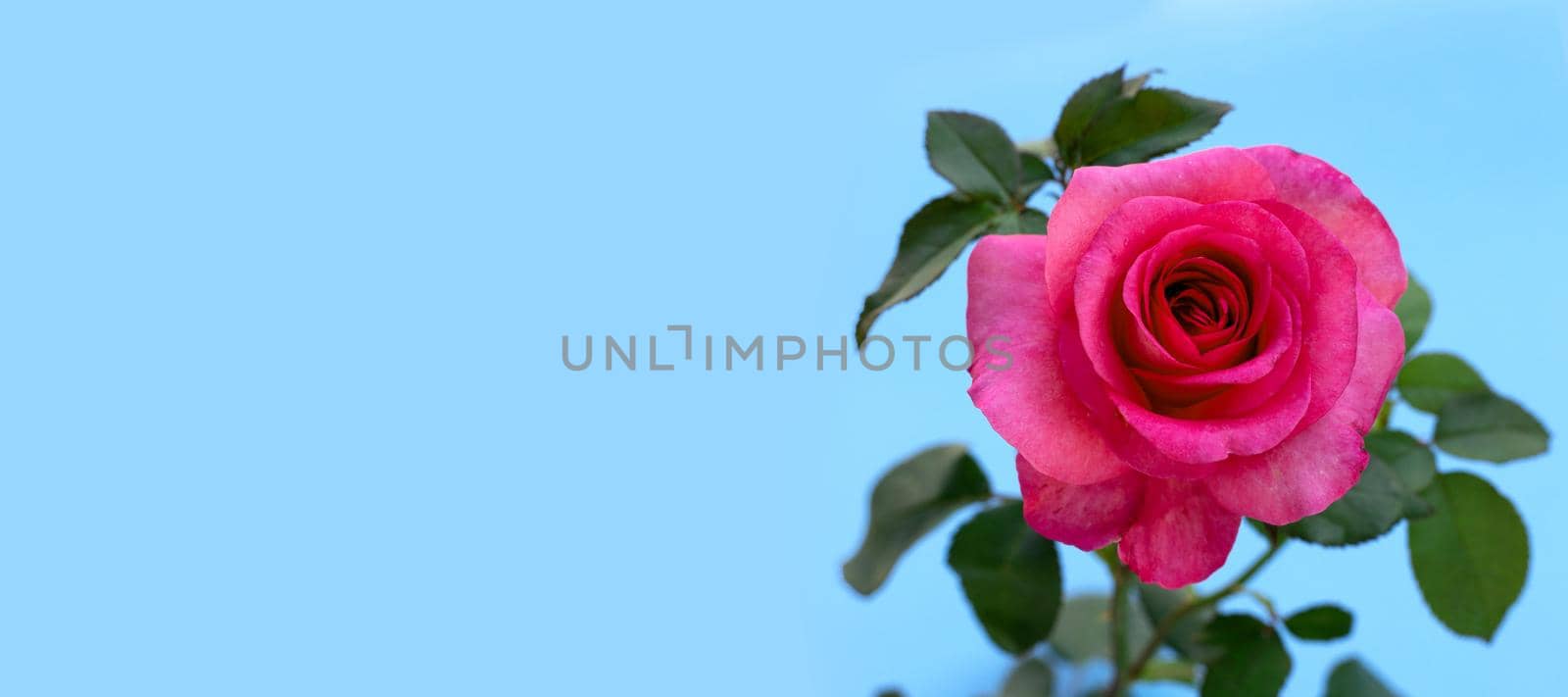 Rose on blue background. Valentine's day concept. by Bowonpat