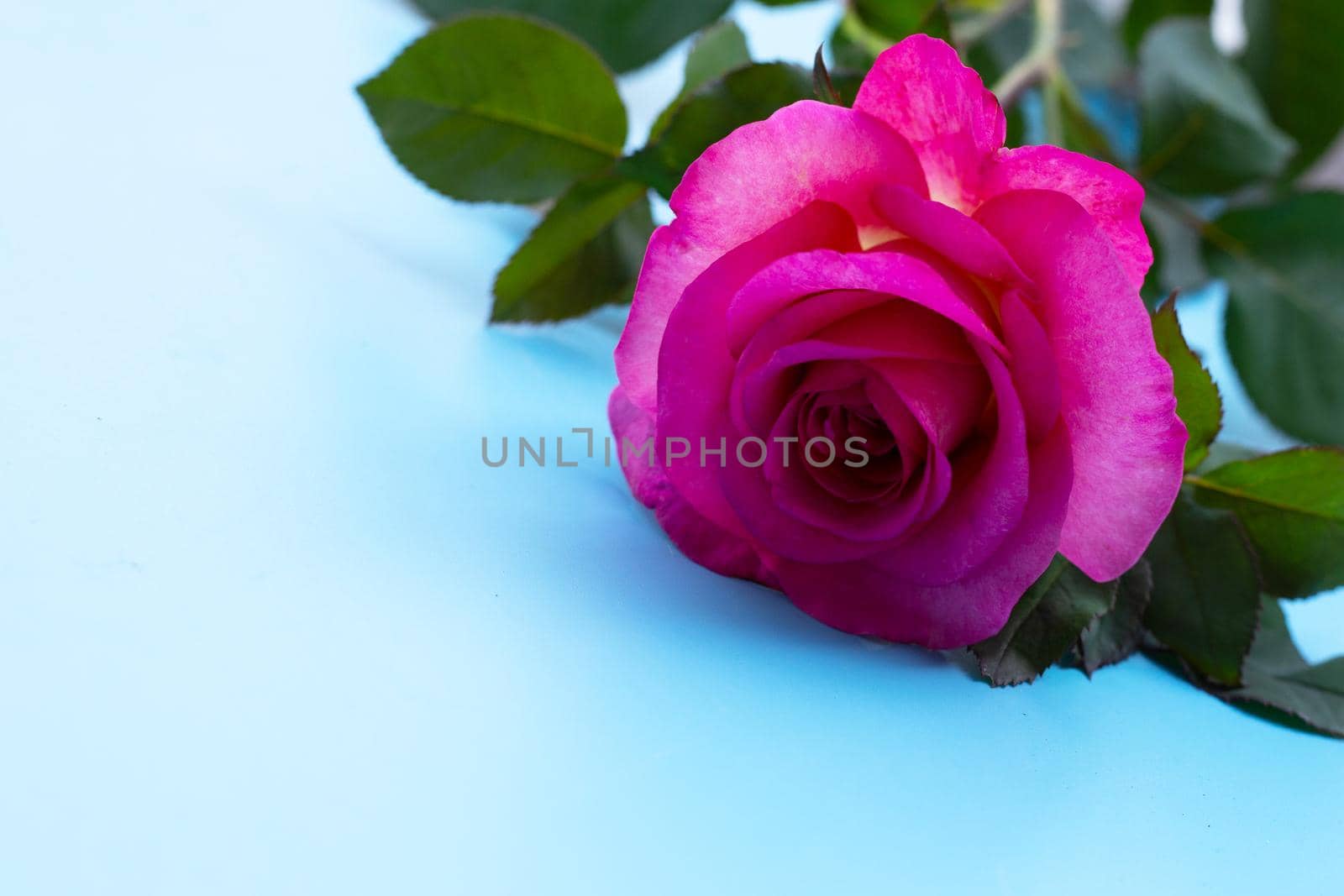 Rose on blue background. Valentine's day concept.