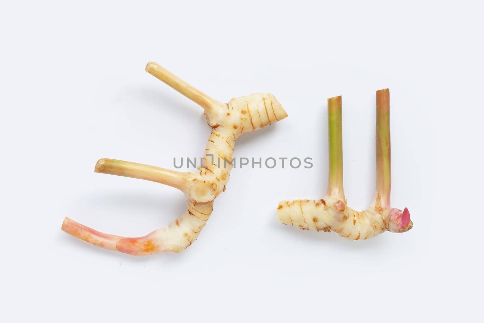 Fresh galangal isolated on white background.