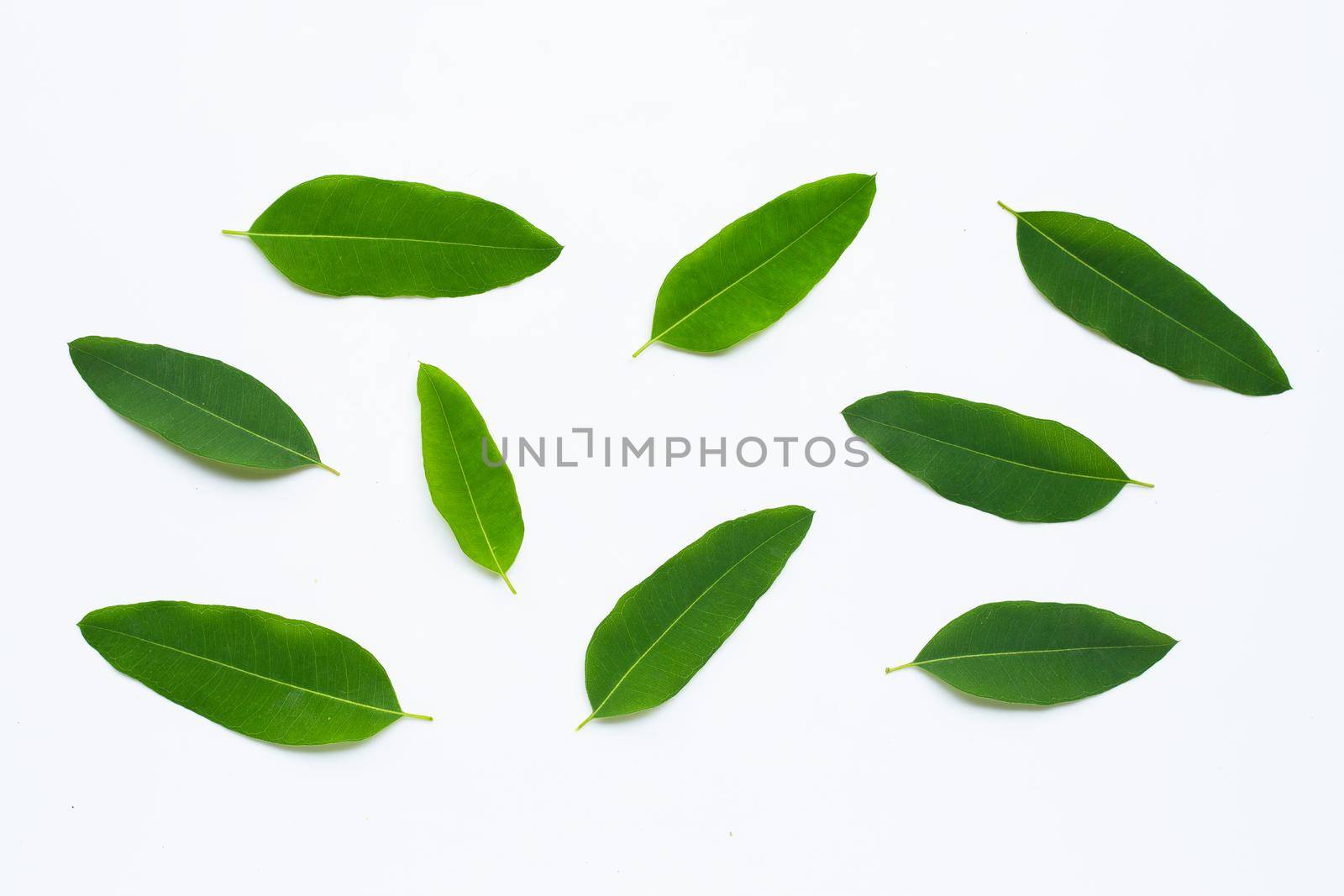 Eucalyptus leaves on white background.  Copy space
