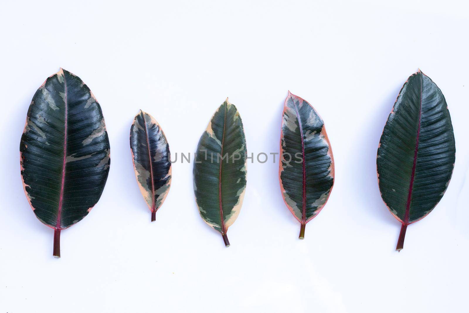 Rubber plant leaves on white background.