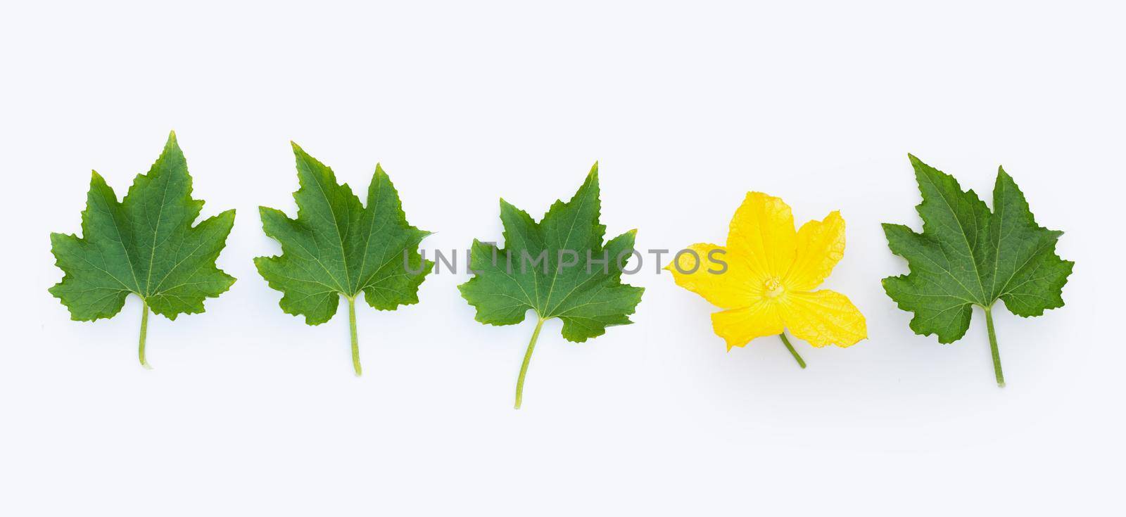 Winter melon leaves with flower on white background.