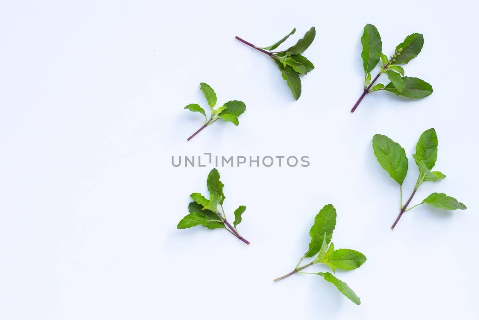 Holy basil leaves on white background.
