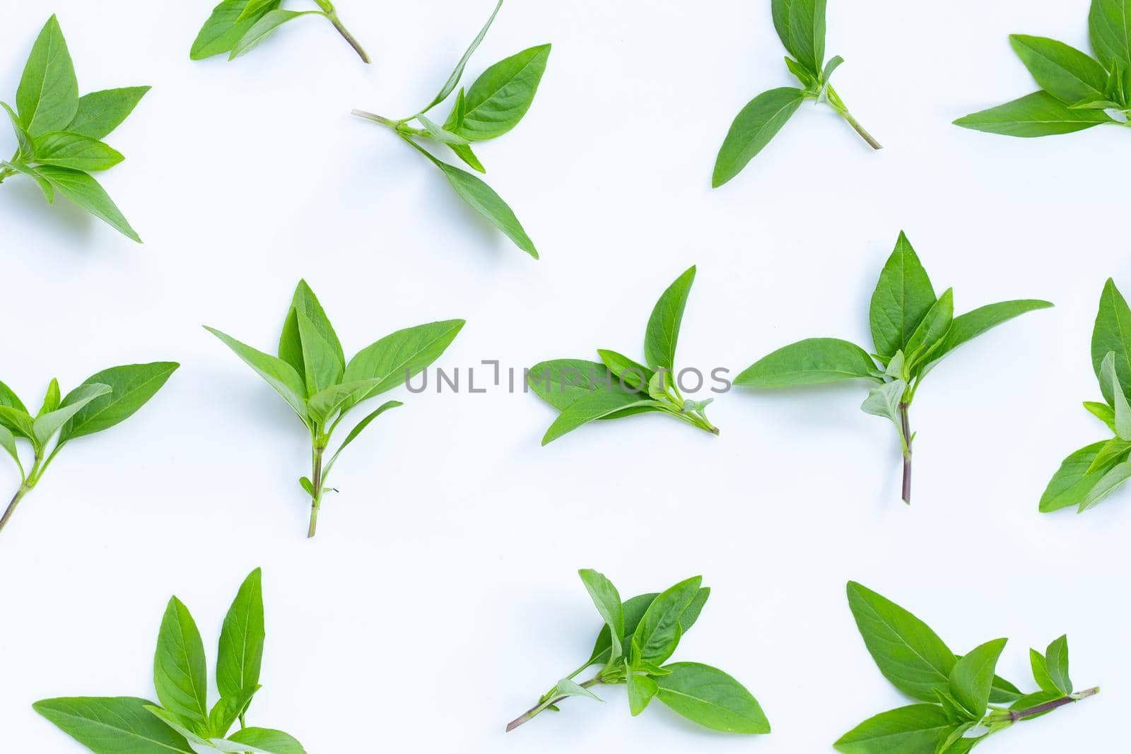 Sweet basil leaves on white background.