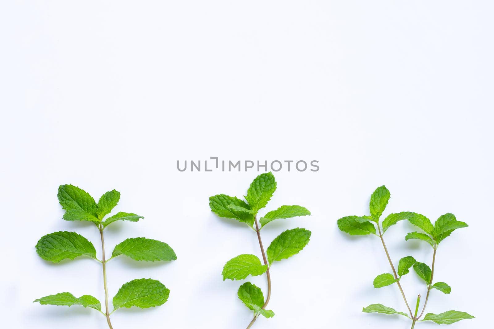 Mint leaves on white background. 