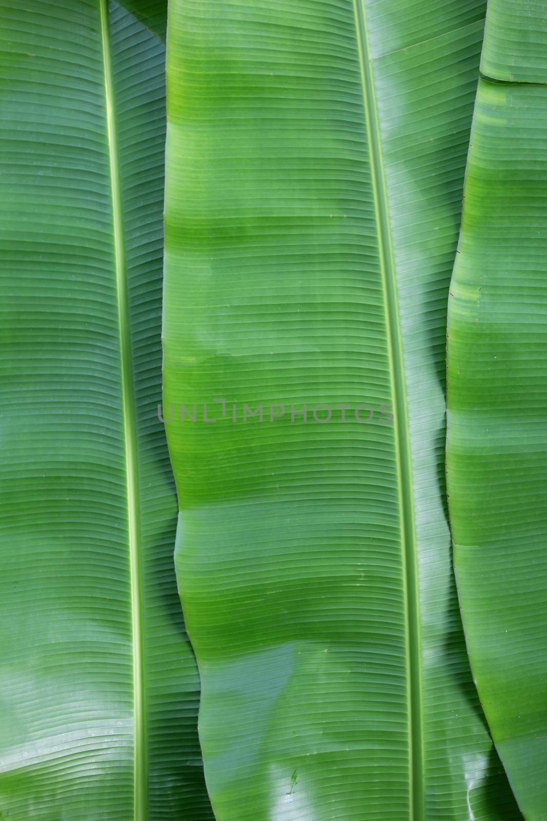 Banana leaves texure for background. by Bowonpat