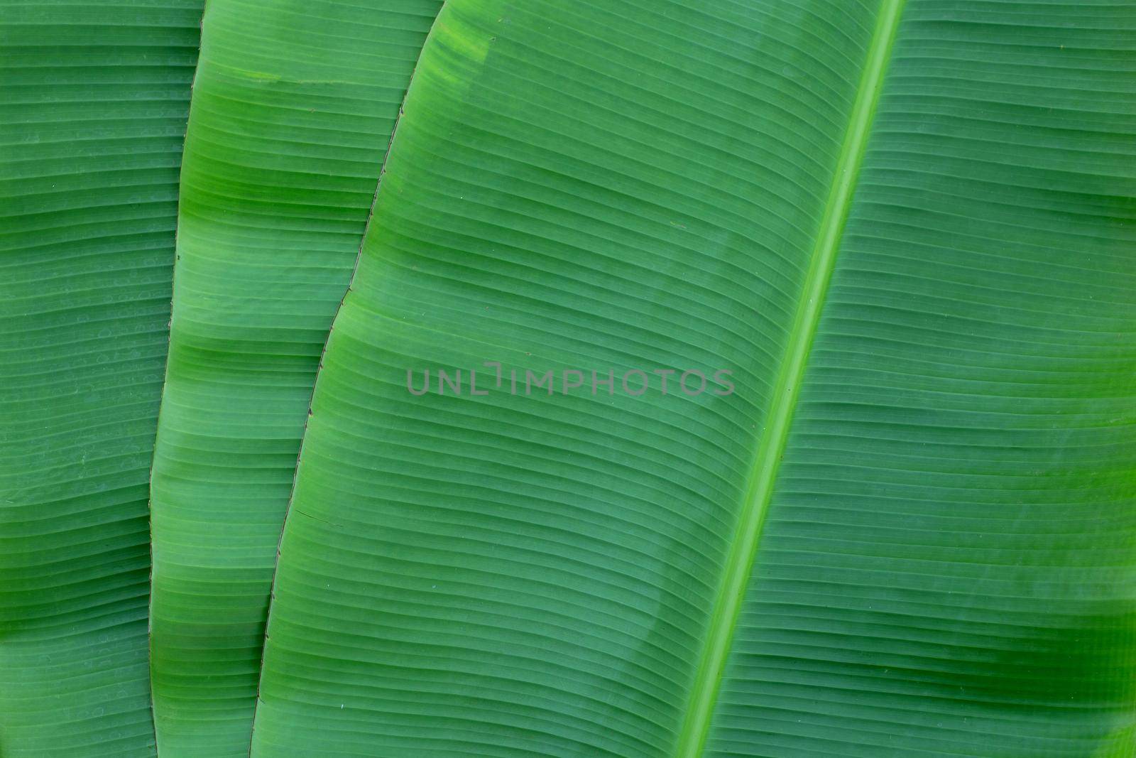 Banana leaves texure for background.