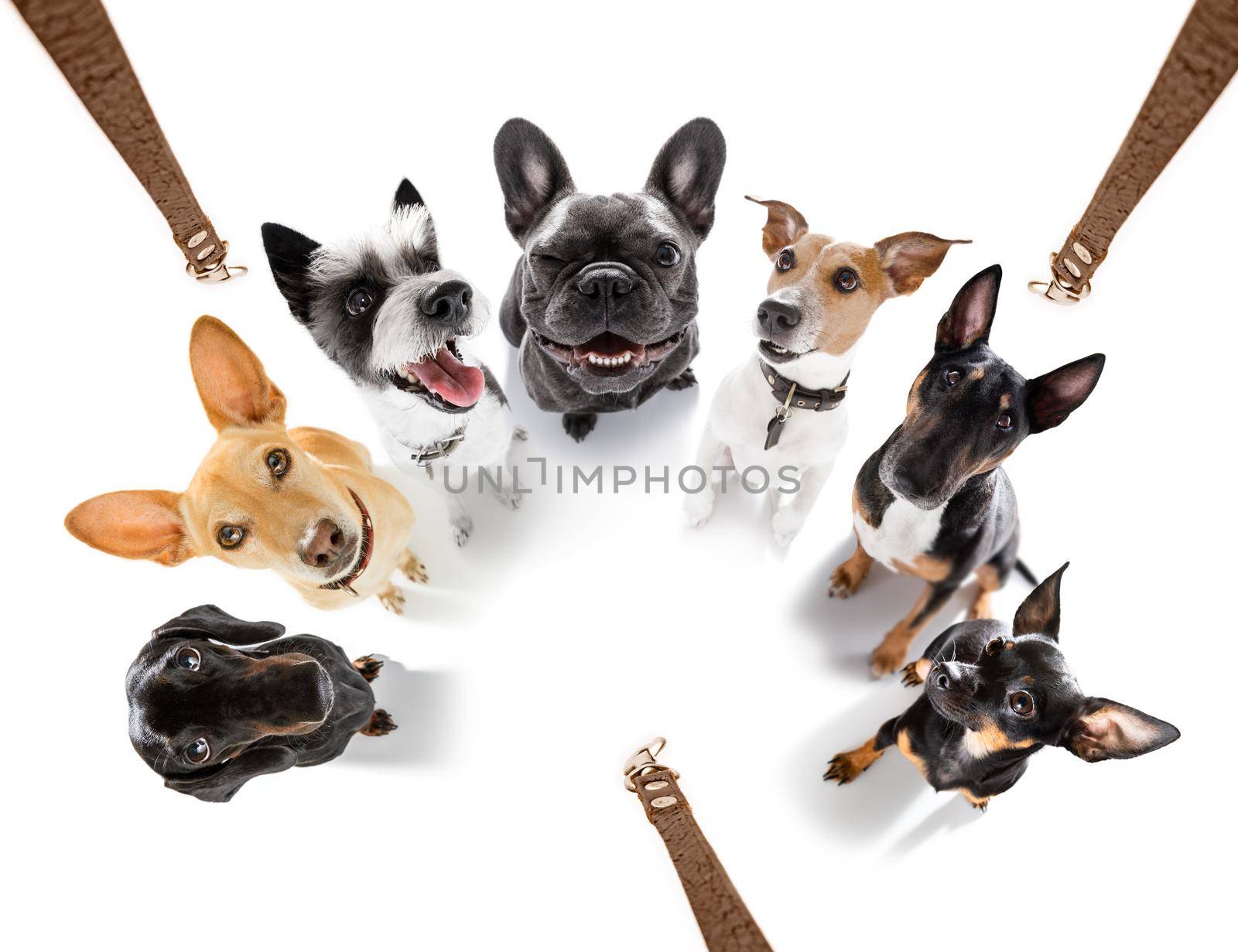 couple of dogs  with leash waiting for a walk  by Brosch