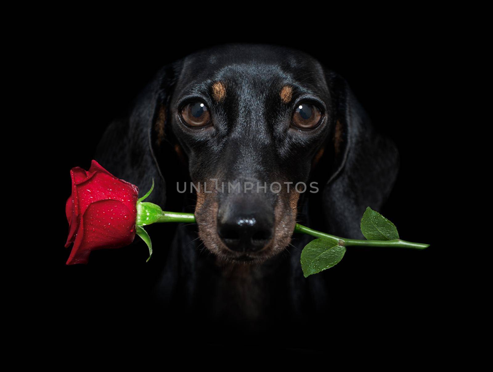 sausage dachshund  dog isolated on black  dramatic dark background on valentines  , with rose in mouth