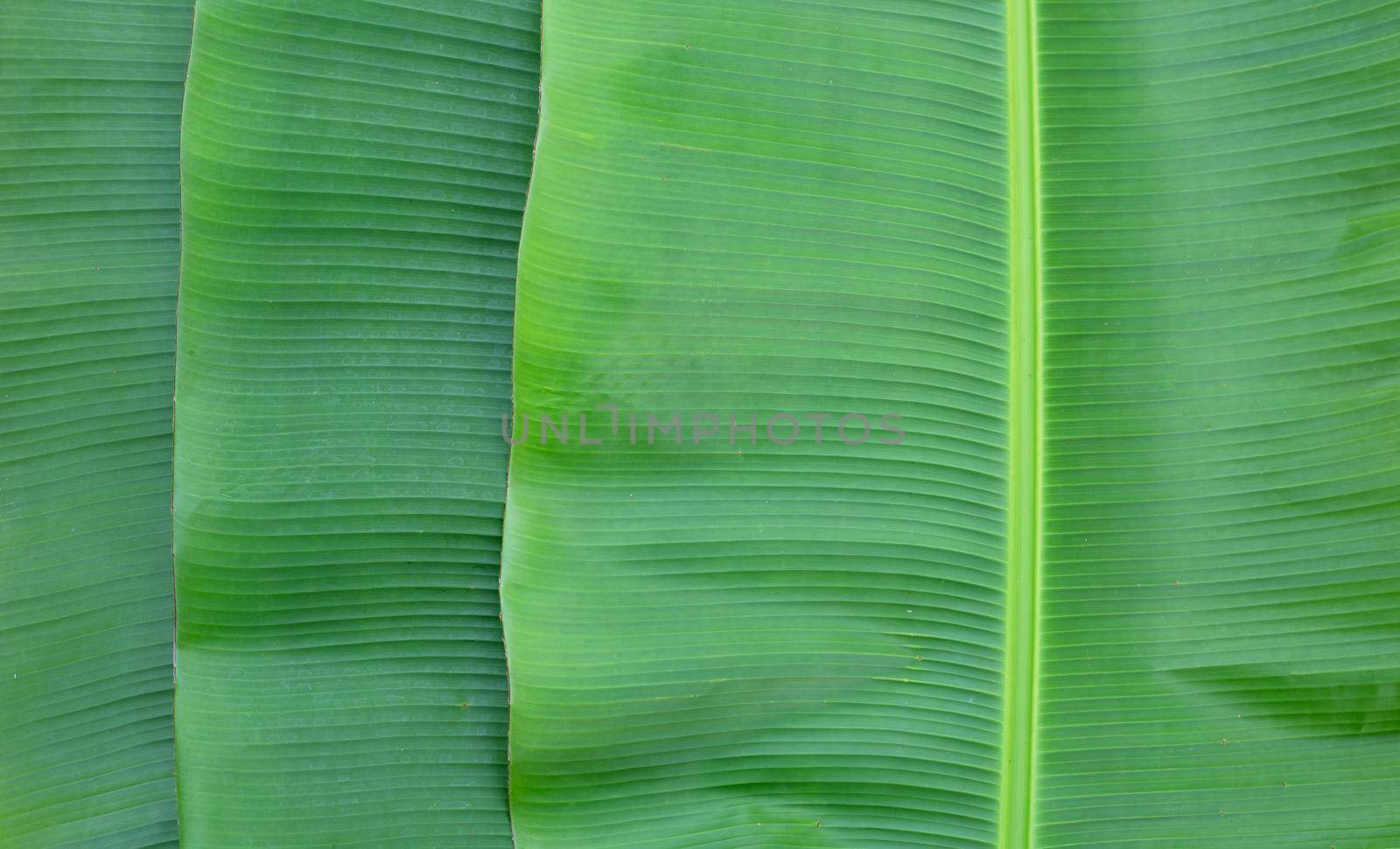 Banana leaves texure for background.