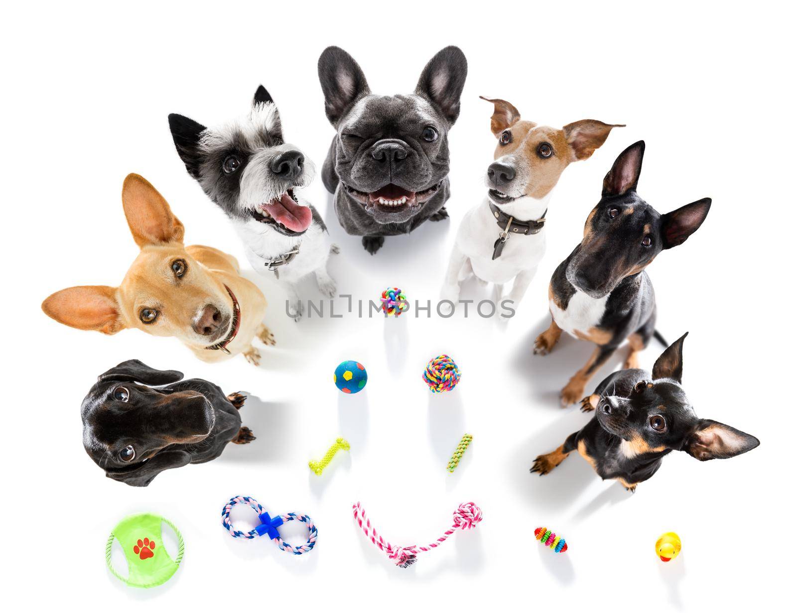 group of dogs playing with toys  by Brosch