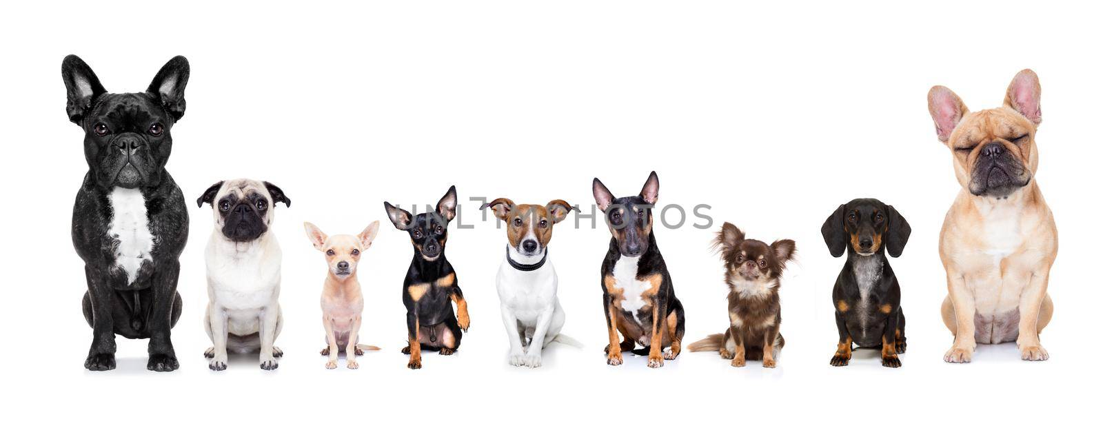 team group row of dogs taking a selfie isolated on white background, smile and happy snapshot