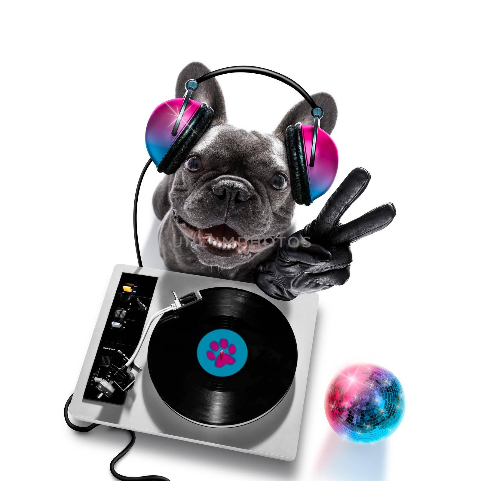 french bulldog  dog playing music in a club with disco ball , isolated on white background, with vinyl record and scratching  turntable