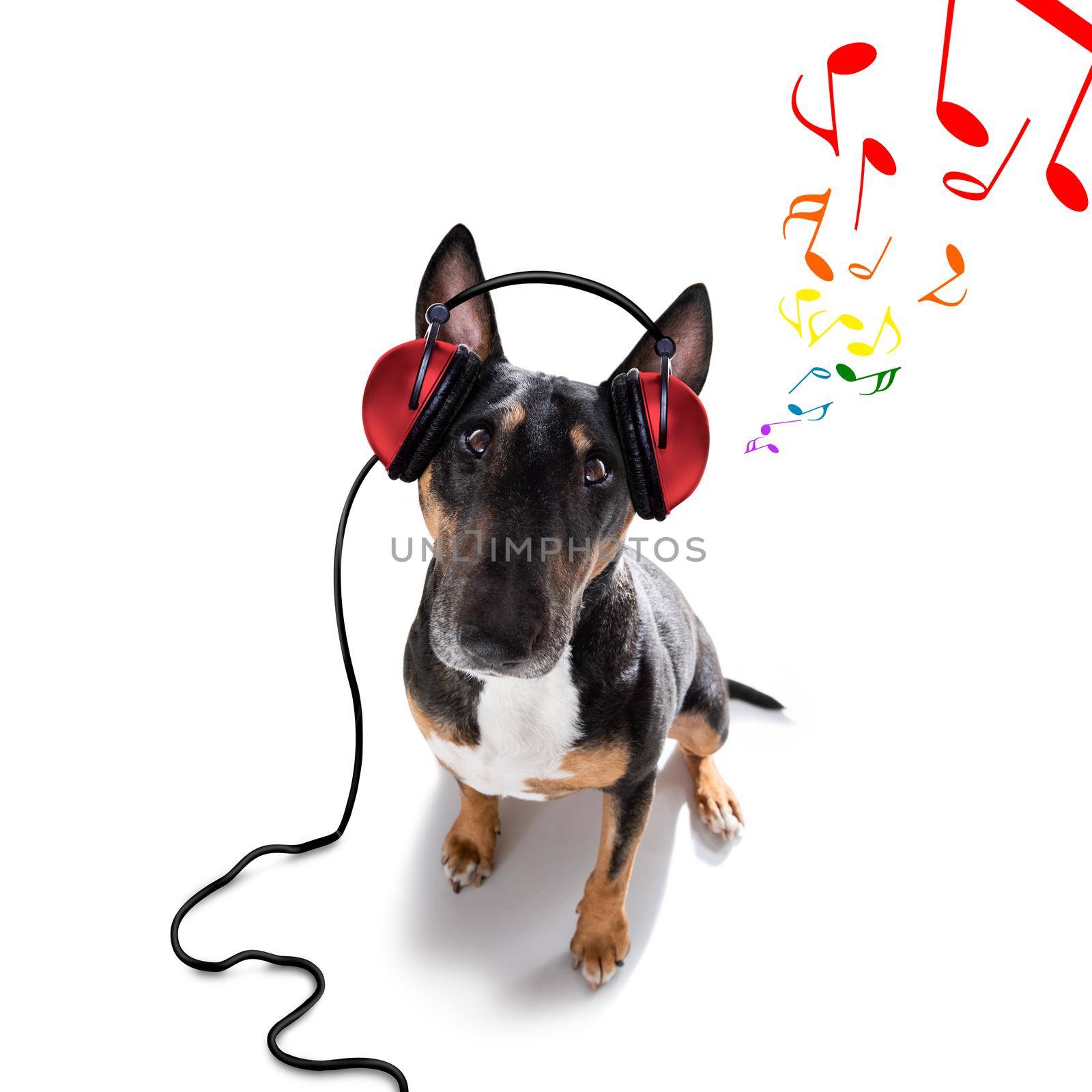 Dj bull terrier dog playing music in a club with disco ball , isolated on white background