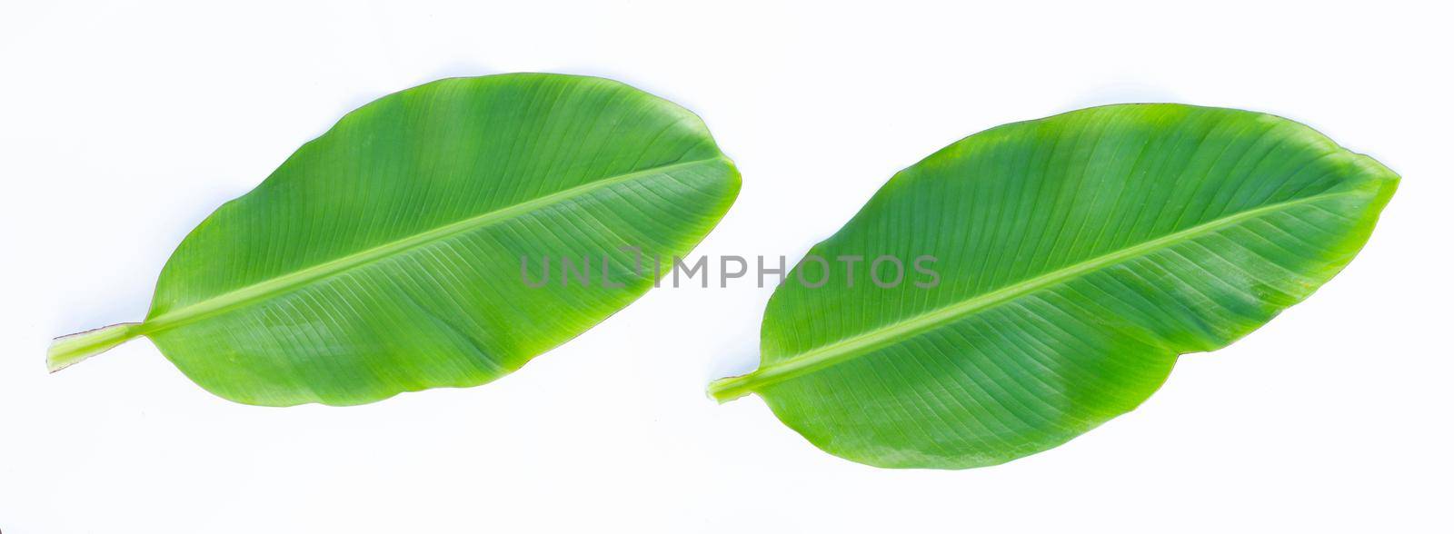 Banana leaves on white background. by Bowonpat