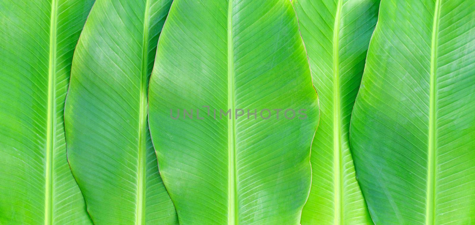Banana leaves texure for background.