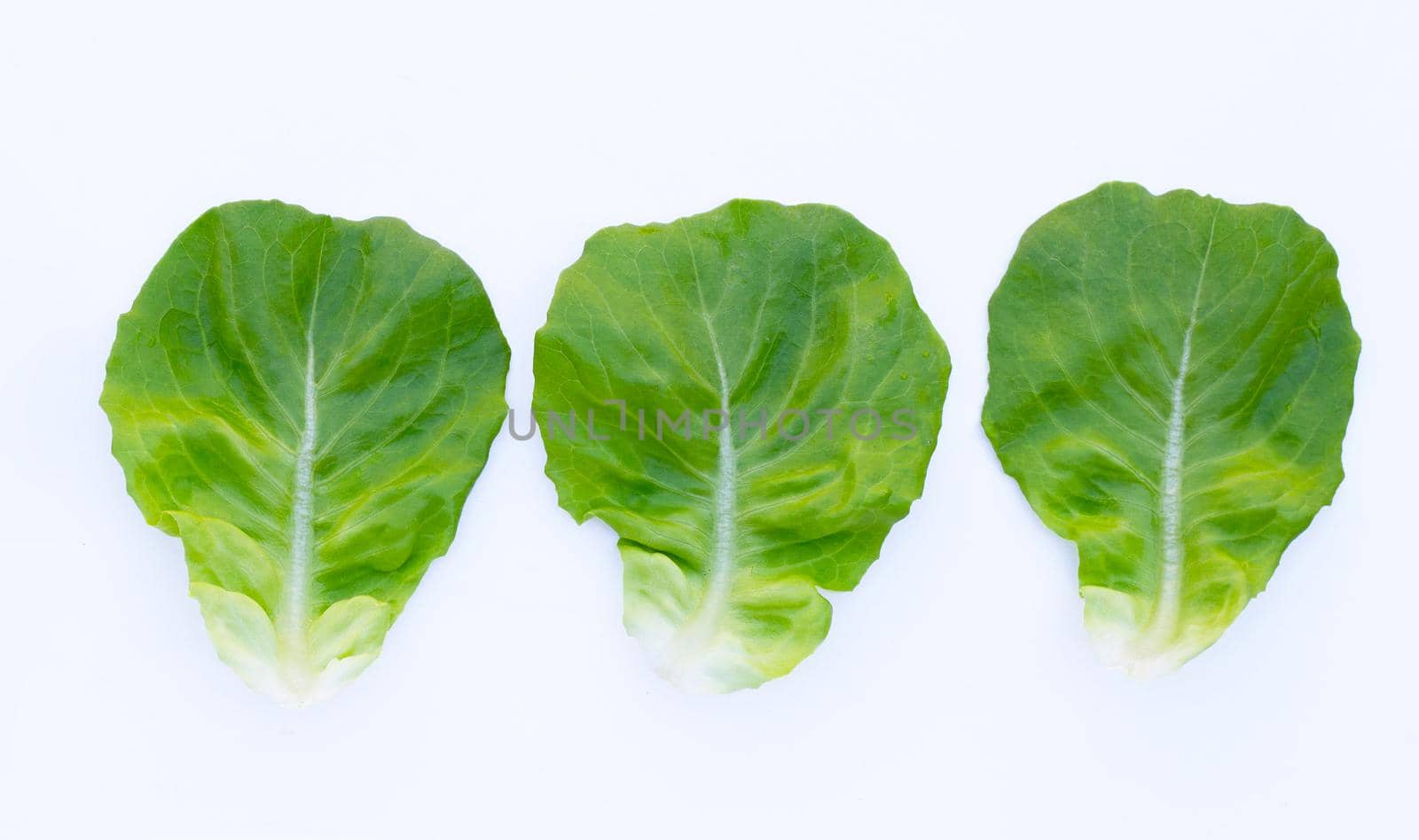 Lettuce leaves on white background.
