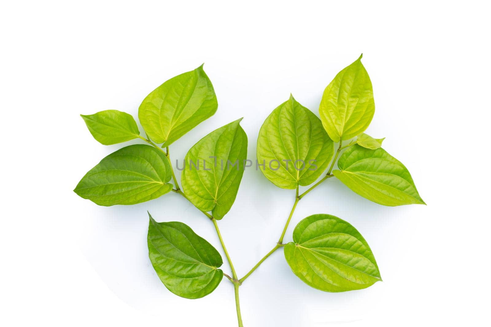 Fresh green leaves of betel plant on white background.