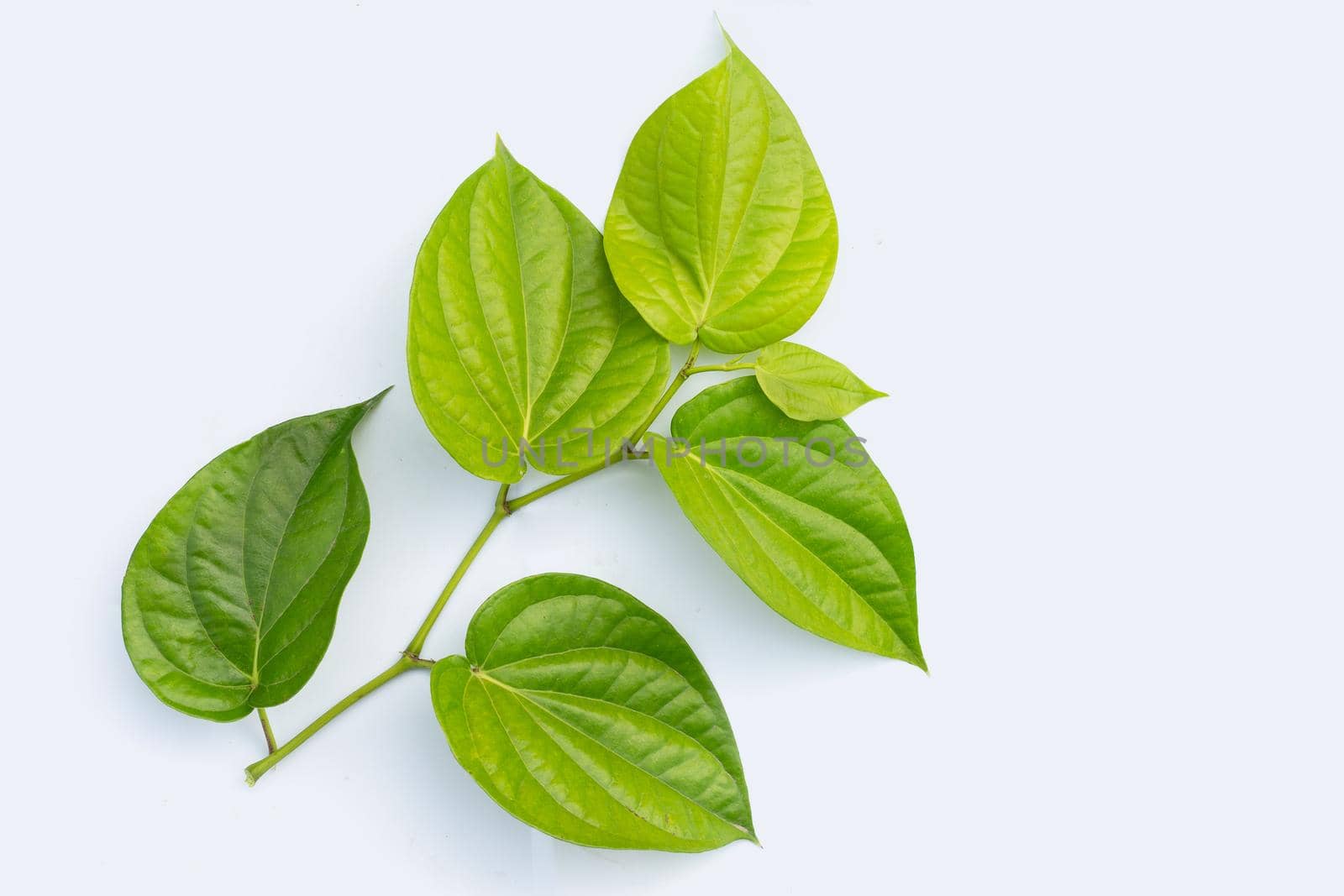 Fresh green leaves of betel plant on white background.