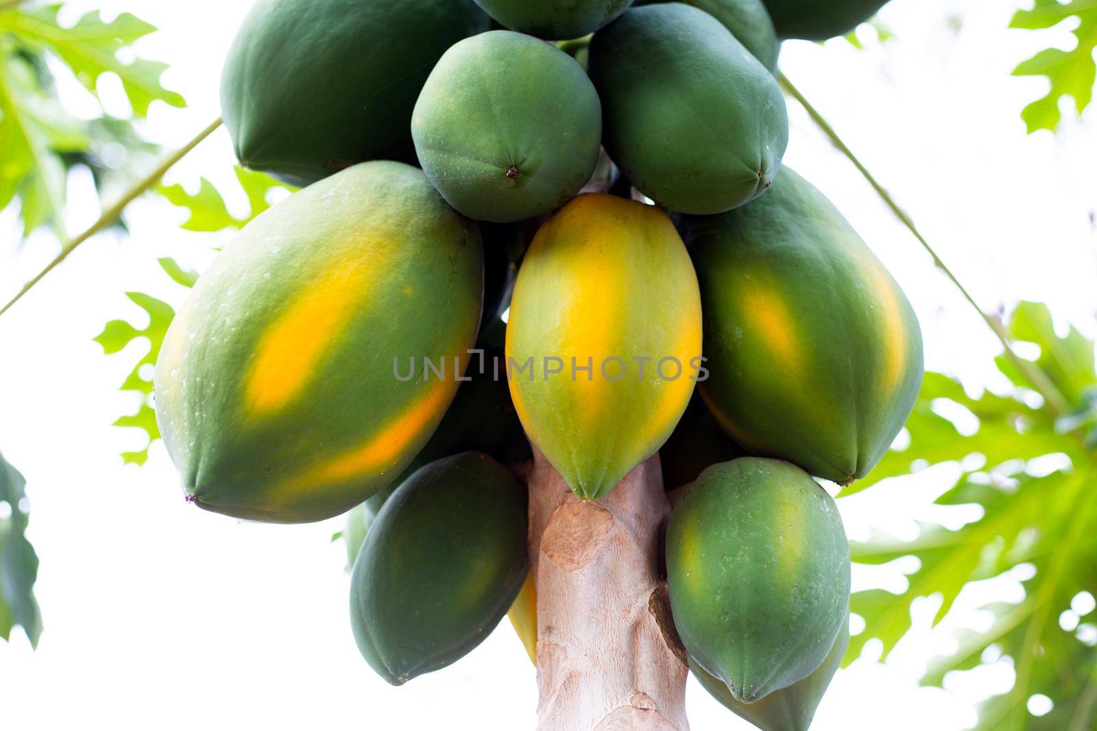 Papaya fruit on the tree in garden.