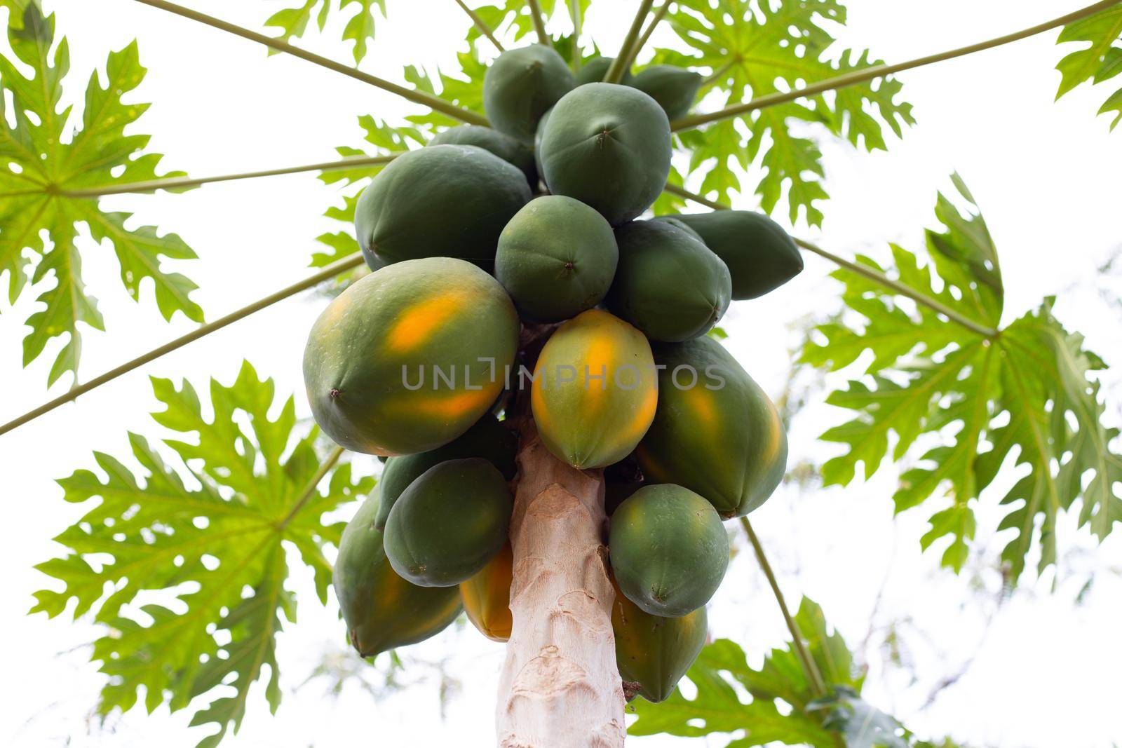 Papaya fruit on the tree in garden.