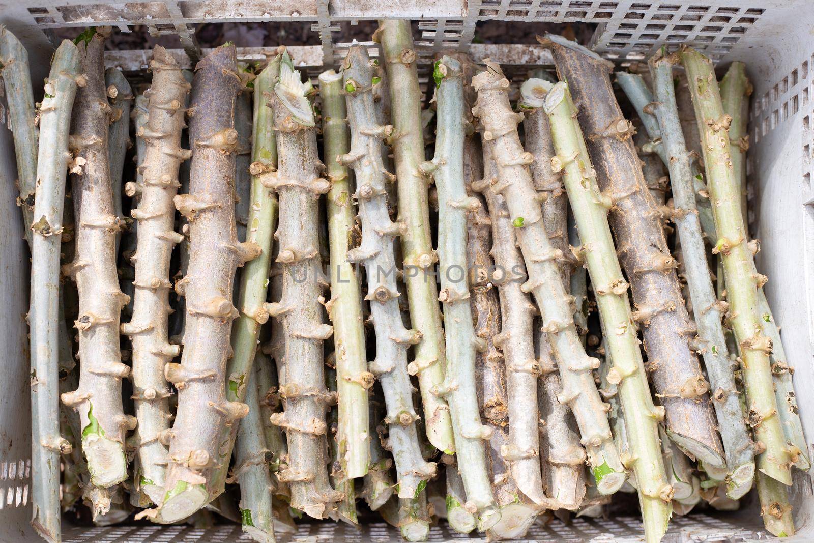 Cassava trunk cutting for planting