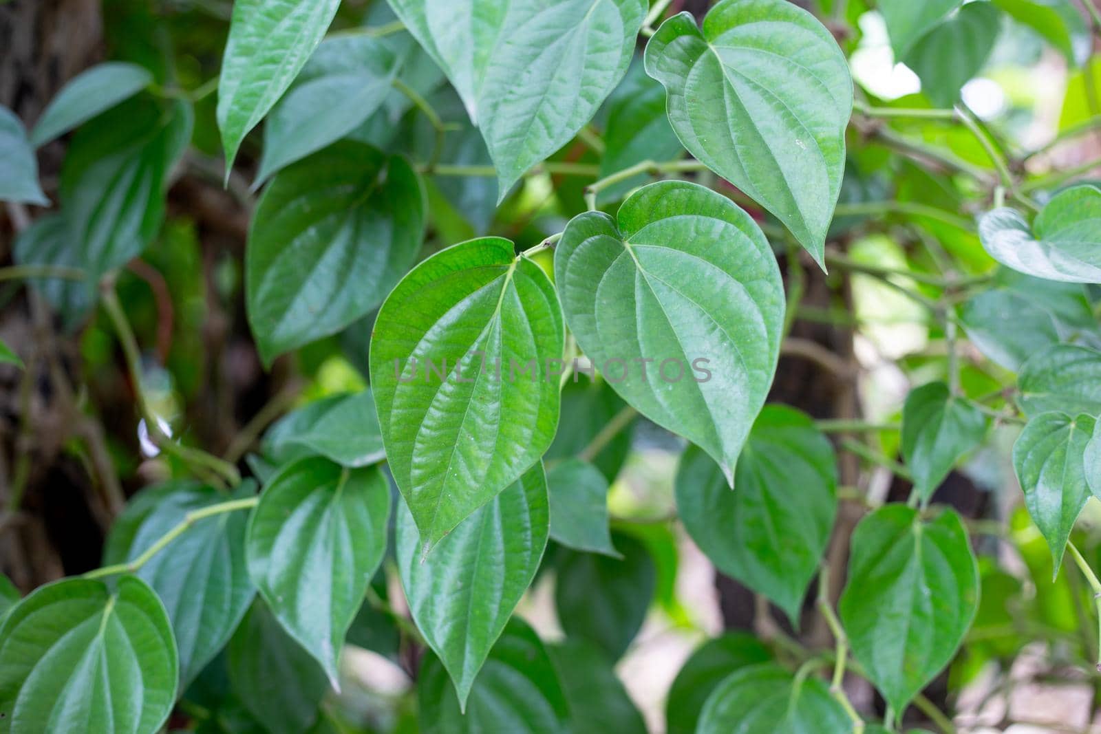 Fresh green leaves of betel plant growing in graden