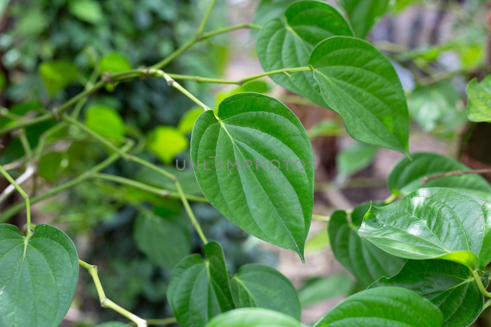 Fresh green leaves of betel plant growing in graden