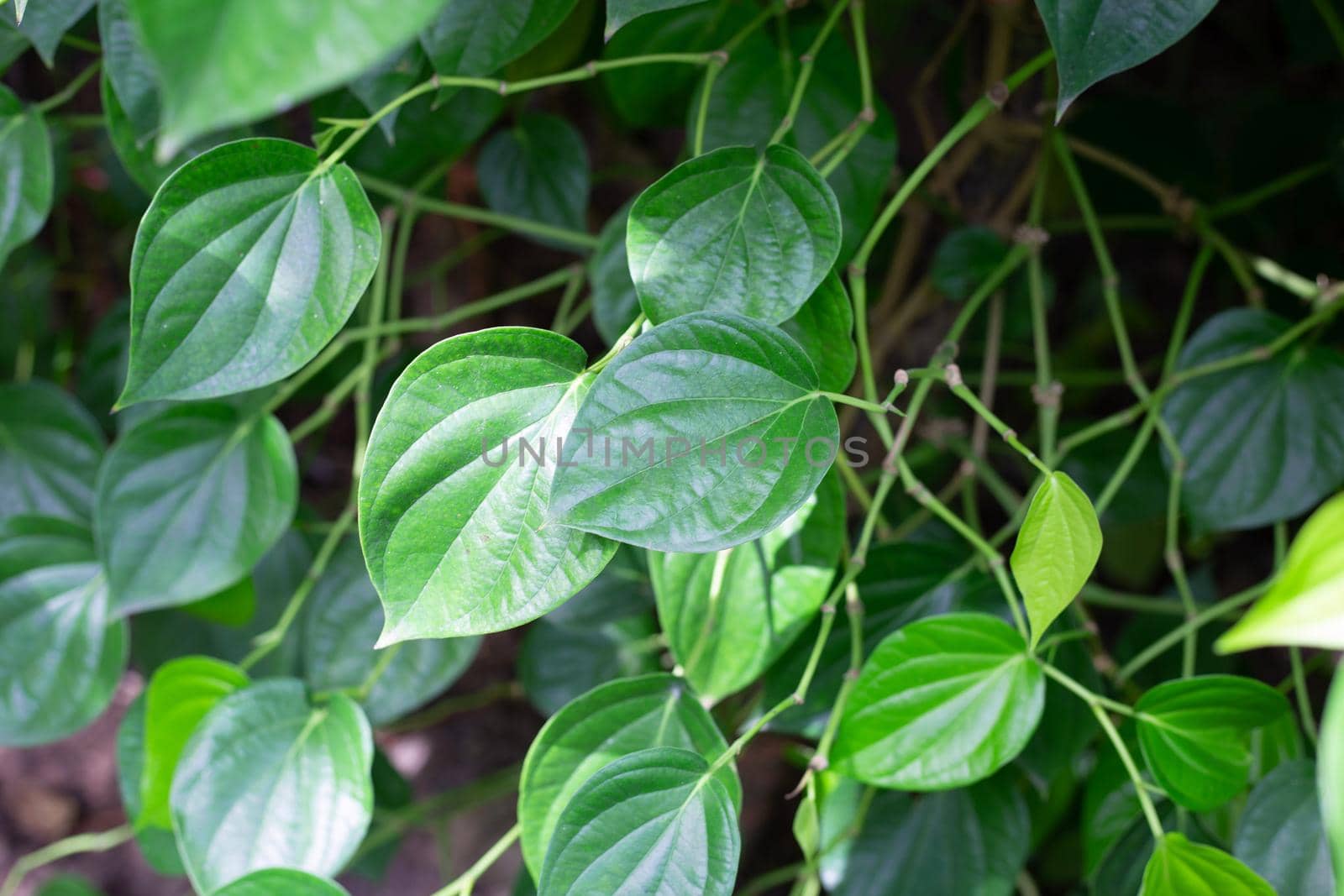 Fresh green leaves of betel plant growing in graden