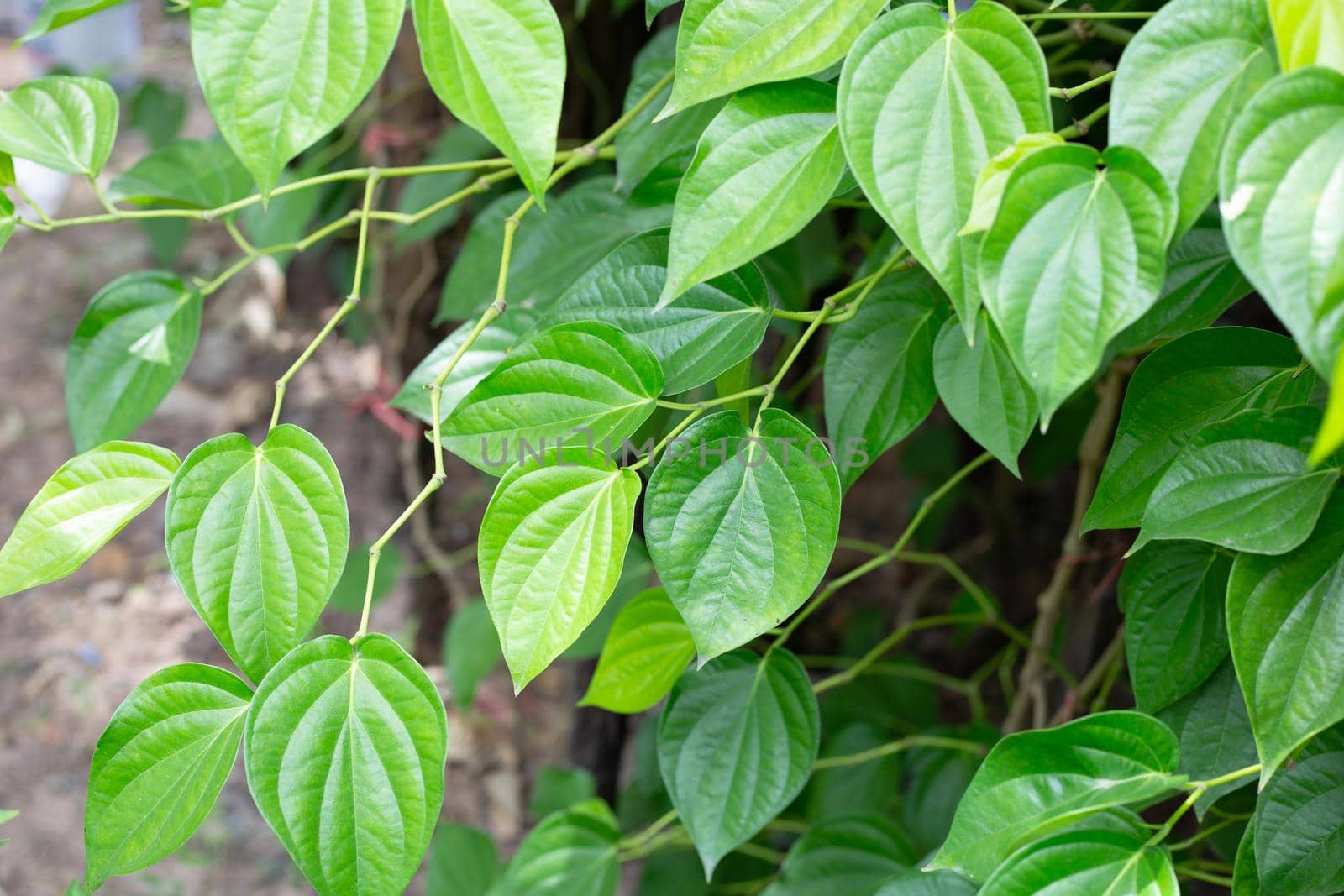 Fresh green leaves of betel plant growing in graden