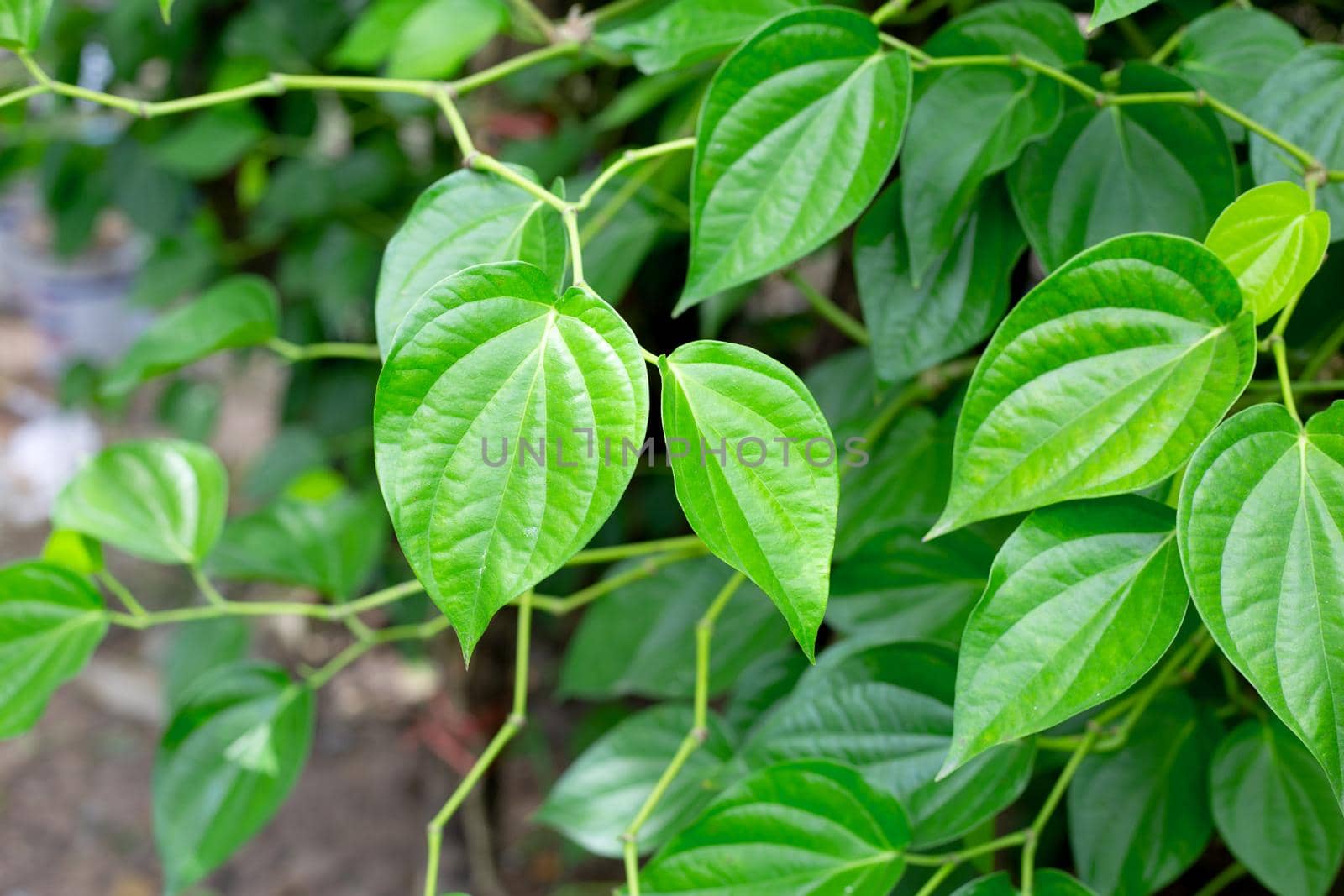Fresh green leaves of betel plant growing in graden
