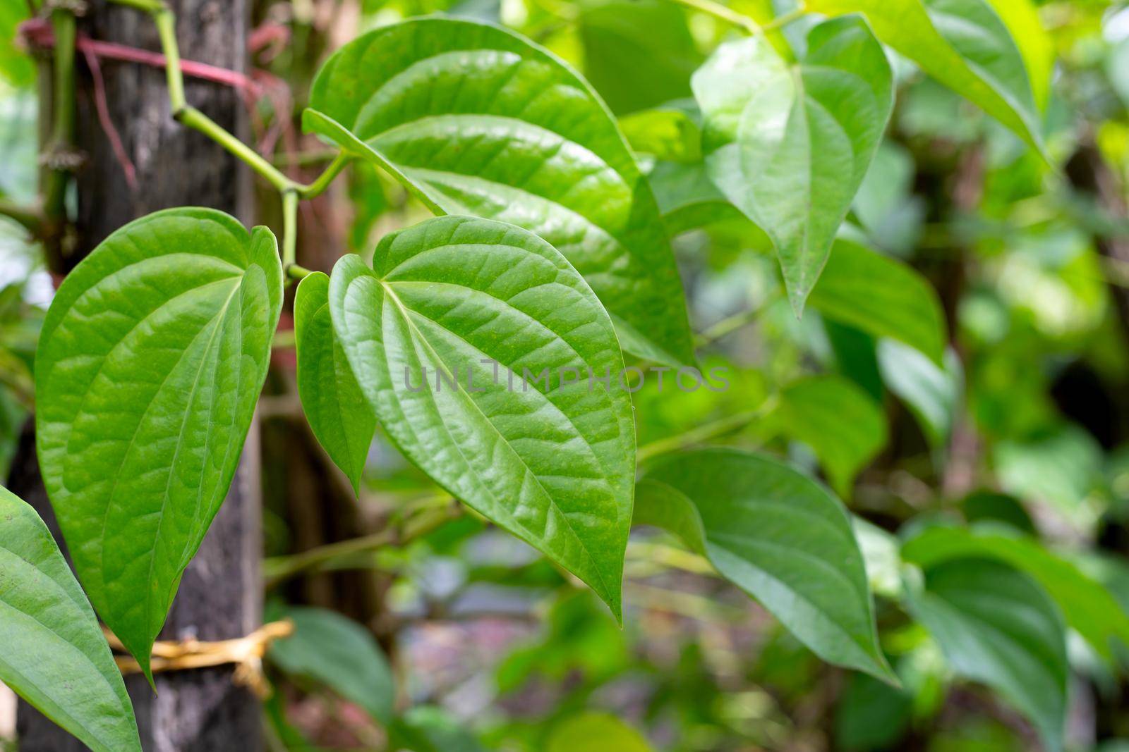 Fresh green leaves of betel plant growing in graden