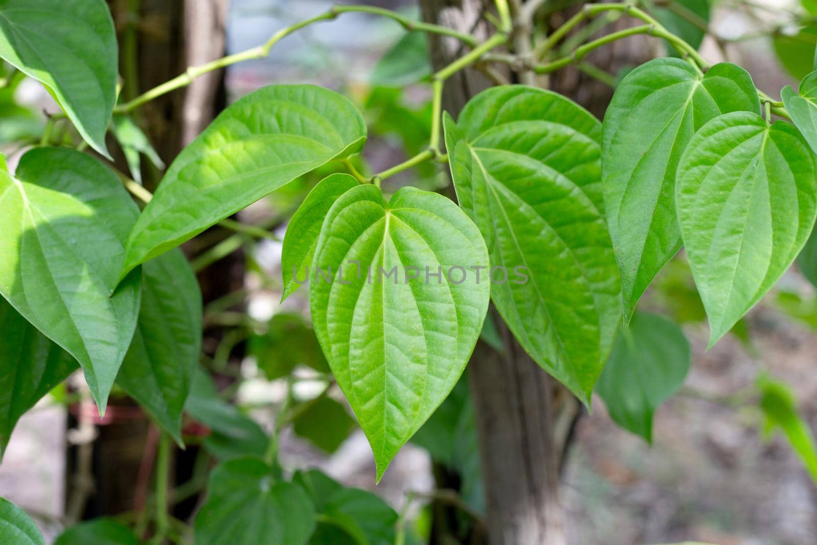Fresh green leaves of betel plant growing in graden