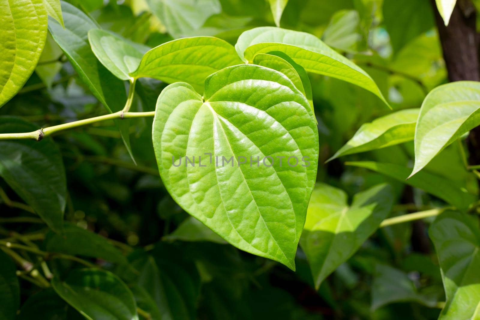 Fresh green leaves of betel plant growing in graden
