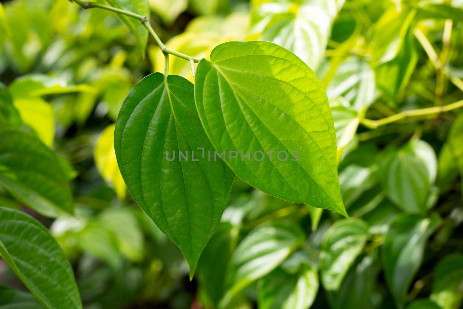 Fresh green leaves of betel plant growing in graden