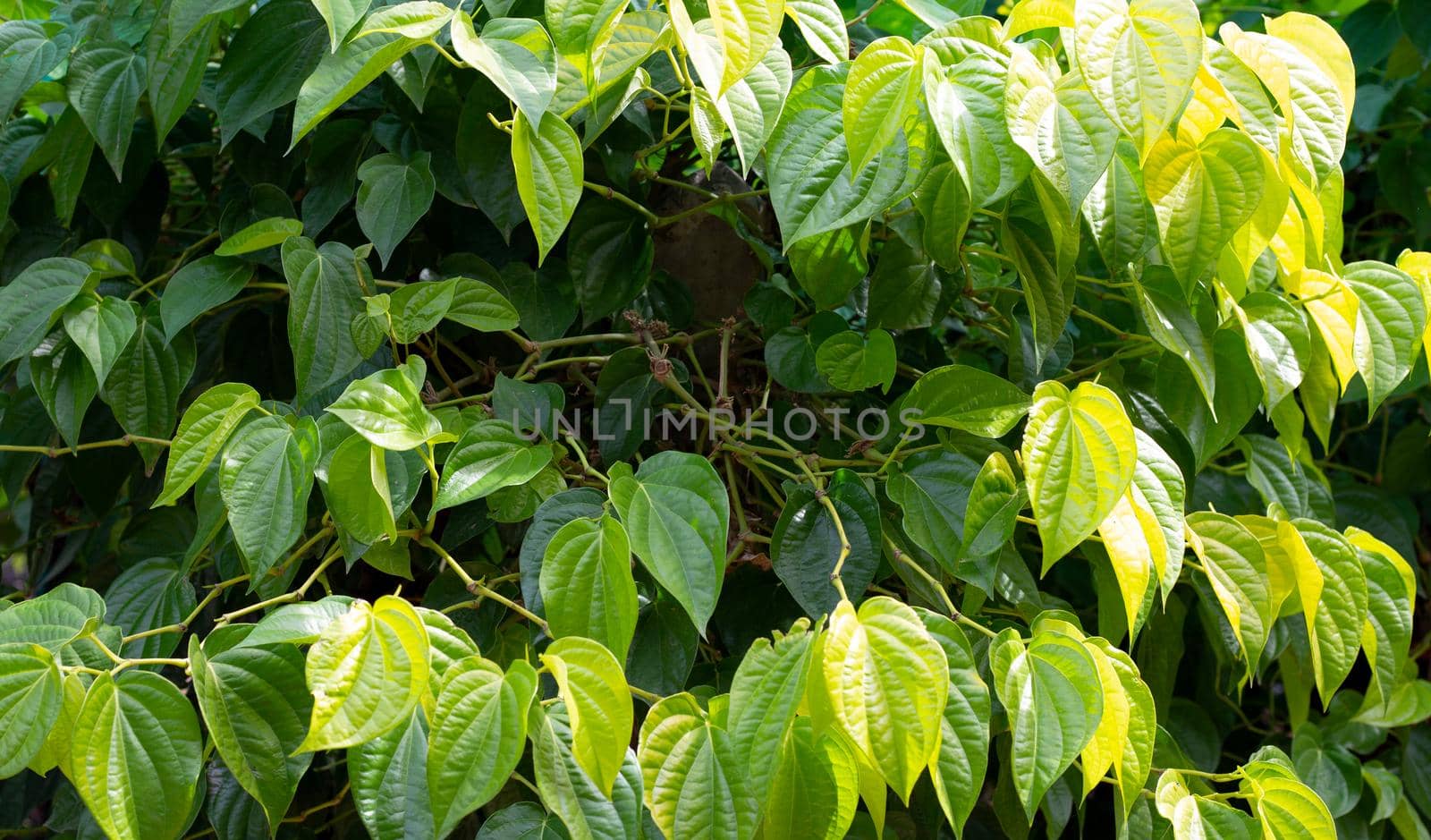 Fresh green leaves of betel plant growing in graden