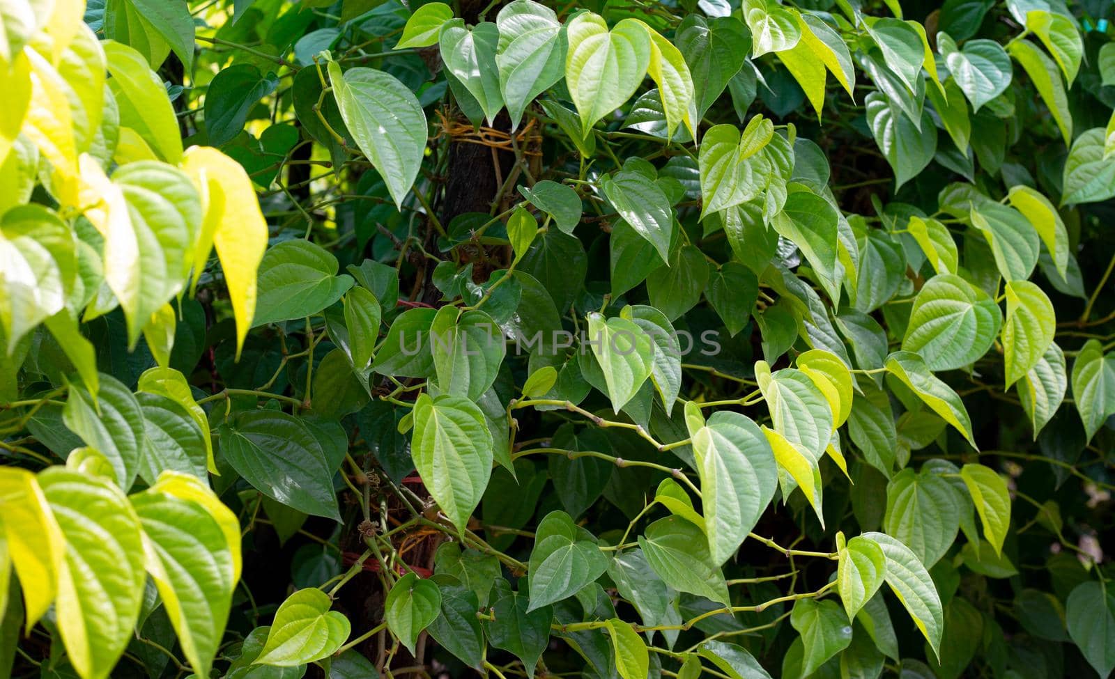 Fresh green leaves of betel plant growing in graden